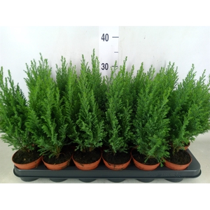 Chamaecyparis laws. 'Ellwoodii'