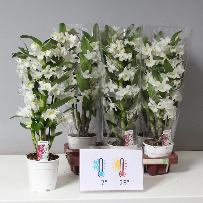 <h4>DENDR N SC APOLLON</h4>