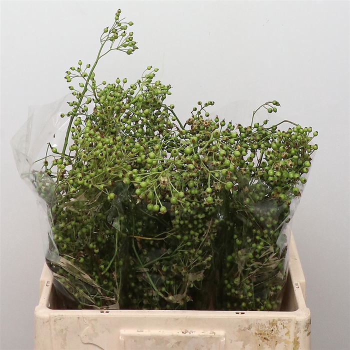 <h4>Rosa Corallo Green Orange</h4>