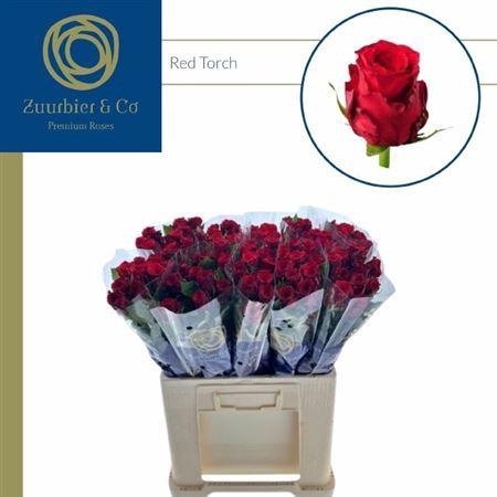 <h4>R Gr Red Torch</h4>