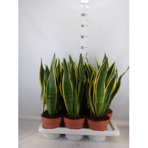 Sansevieria trifa. 'Laurentii'