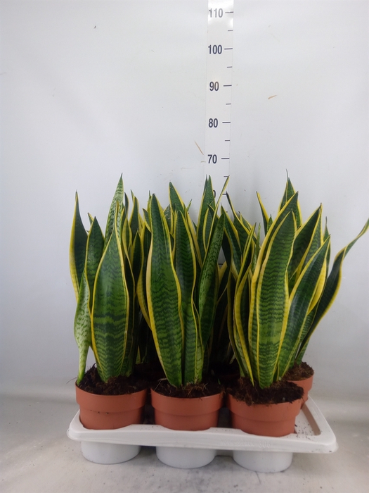 <h4>Sansevieria trifa. 'Laurentii'</h4>