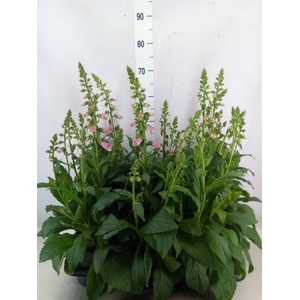 Digitalis  'Pink Panther'