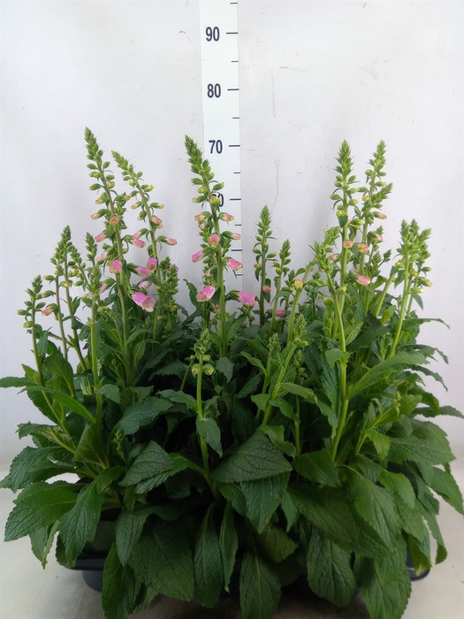 <h4>Digitalis  'Pink Panther'</h4>
