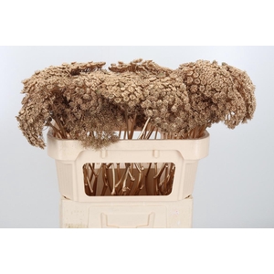 Ammi Zaad Kl Bh Antiek Goud