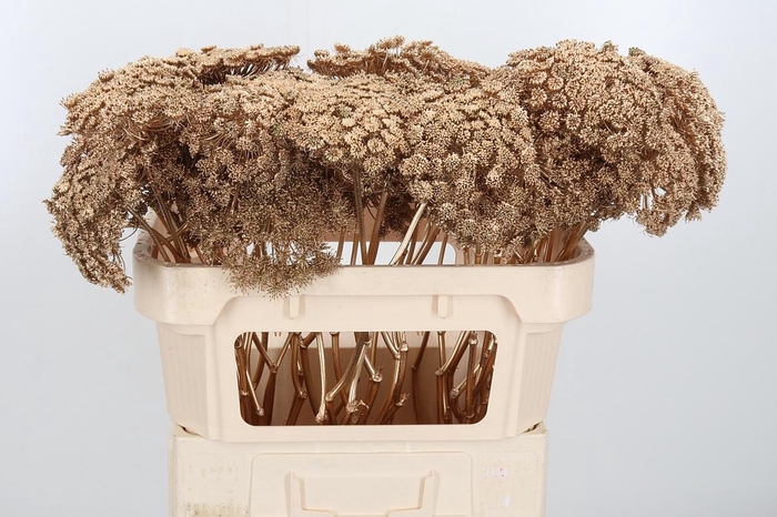 <h4>Ammi Zaad Kl Bh Antiek Goud</h4>