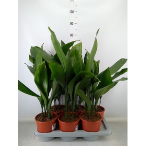 Aspidistra elat.