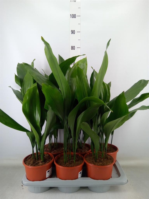 <h4>Aspidistra elat.</h4>