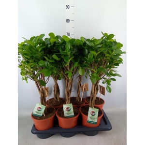 Ficus microcarpa 'Moclame'
