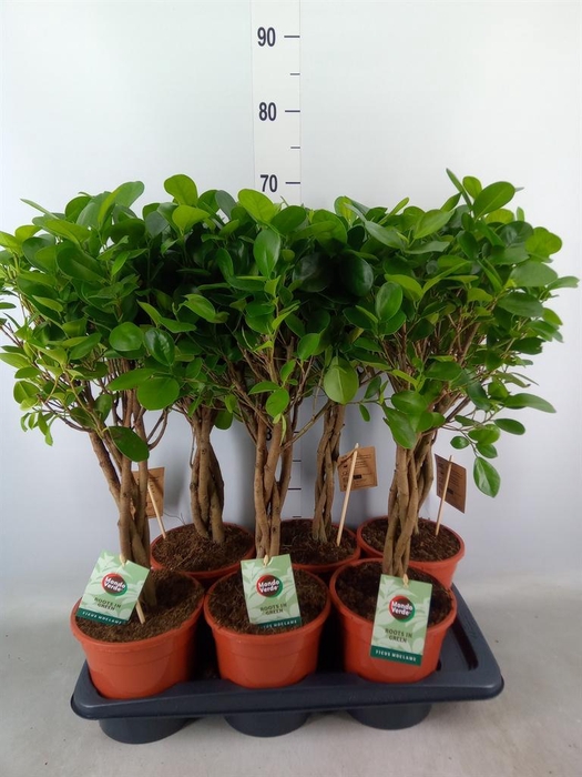 <h4>Ficus microcarpa 'Moclame'</h4>