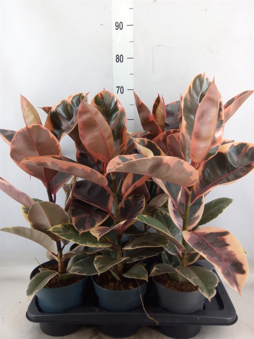<h4>Ficus elastica 'Belize'</h4>