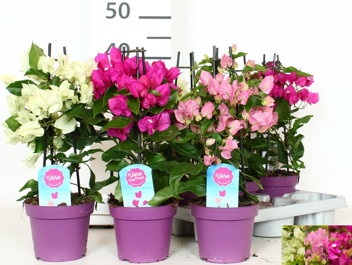 <h4>BOUGAINV OV</h4>