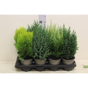 Conifers   ...mix