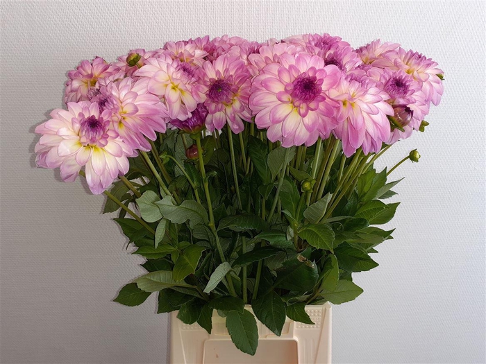 <h4>Dahl Sweet Lady</h4>