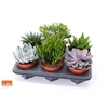 Succulenten gemengd 6 soorten gemengd in tray
