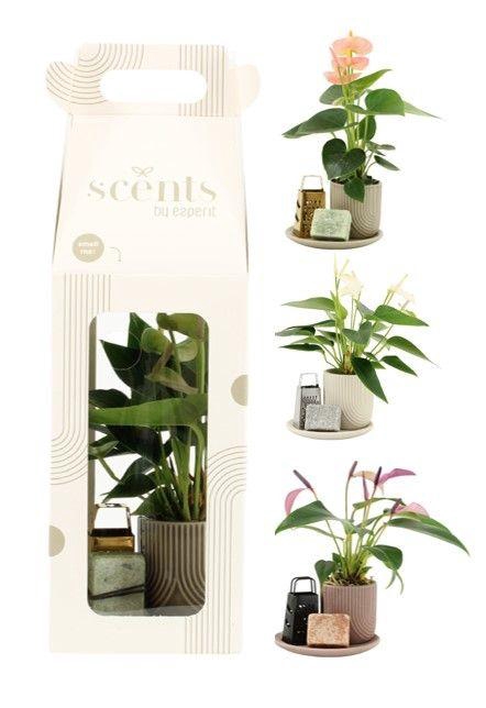 <h4>90644: Scents arrangement</h4>