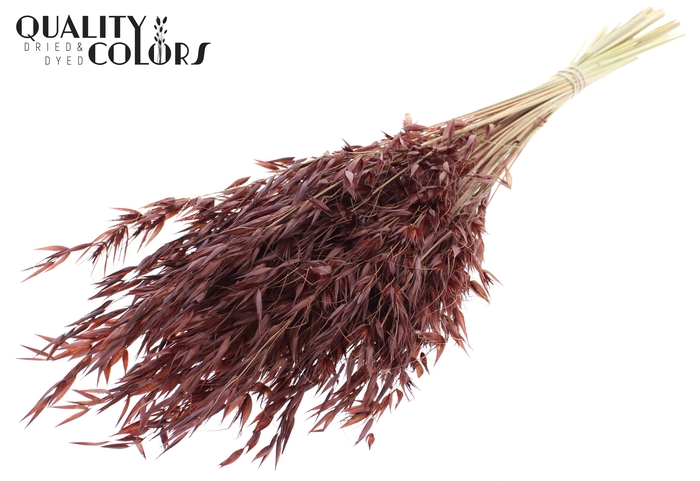 <h4>Avena Wild per bunch Brown</h4>