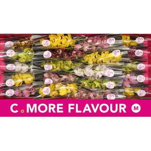 Mini cymbidium 'Mix' 40 cm