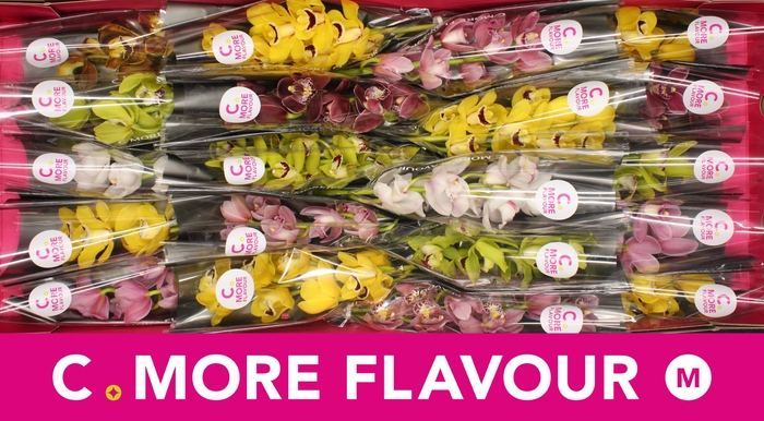 <h4>Mini cymbidium 'Mix' 40 cm</h4>