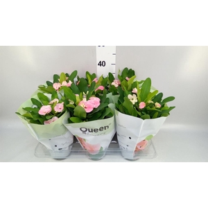 Euphorbia milii 'Charlotte'