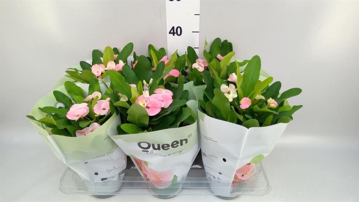 <h4>Euphorbia milii 'Charlotte'</h4>