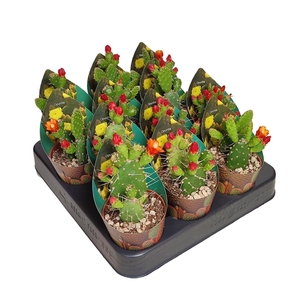 OPUNTIA QUITENSIS - POT Ø 6,5 WITH POTCOVER (CACTUS)