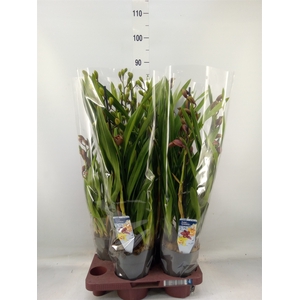 Cymbidium   ...