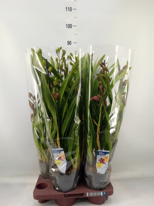 <h4>Cymbidium   ...</h4>