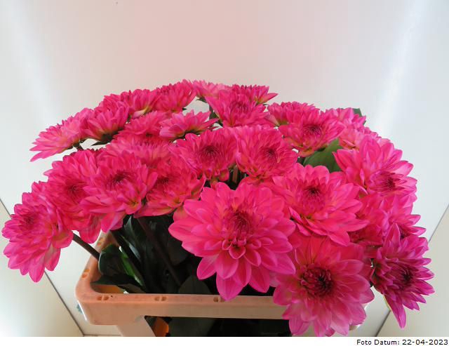 <h4>Dahlia Passionata Baars</h4>