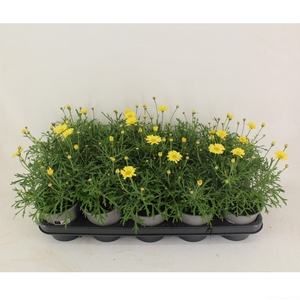 Argyranthemum Yellow 12CM