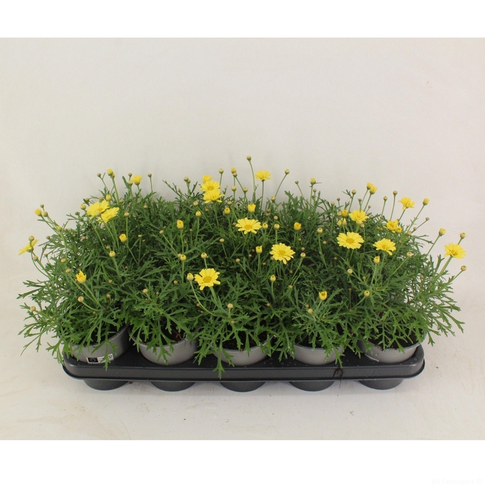 <h4>Argyranthemum Yellow 12CM</h4>