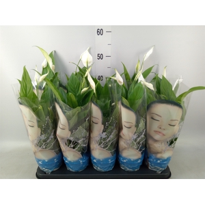Spathiphyllum  'Alana'