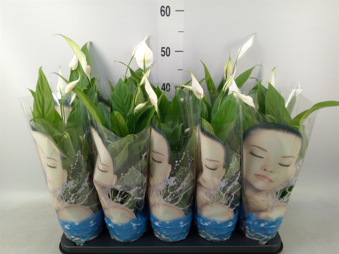 <h4>Spathiphyllum  'Alana'</h4>