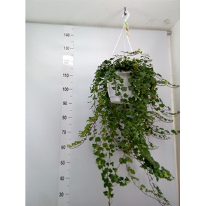 Hedera helix 'Wonder'