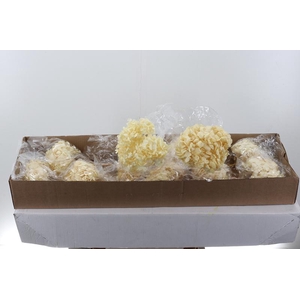 Hydr Preserved Almendra Premium
