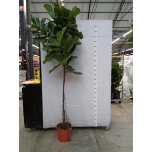 Ficus lyrata