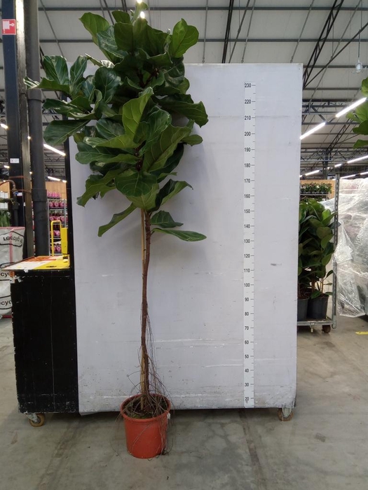 <h4>Ficus lyrata</h4>