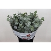 Euca Cinerea 150gr (per Stem)
