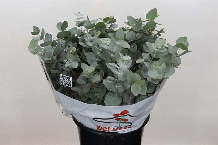 Euca Cinerea 150gr (per Stem)