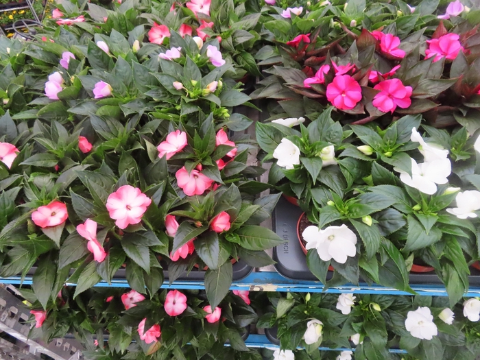 <h4>IMPAT NG MIXK 4 KL</h4>