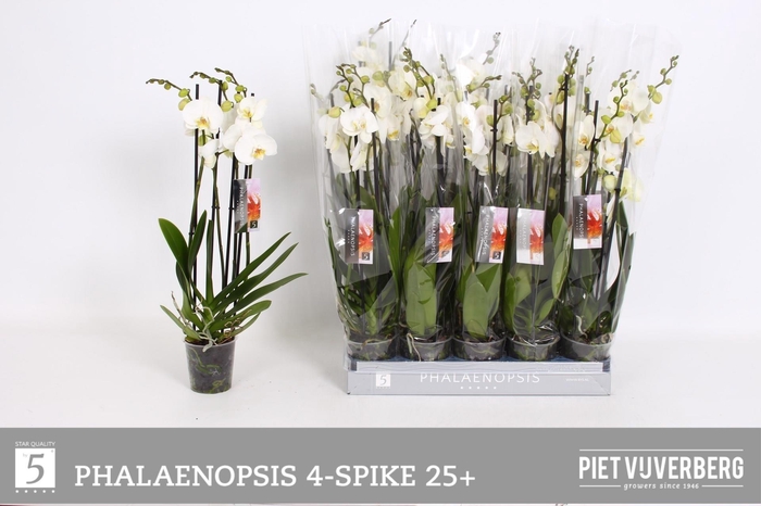 <h4>PHAL OV WIT</h4>