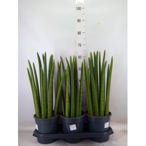 Sansevieria cyl.  ...