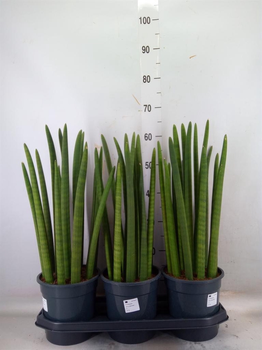 <h4>Sansevieria cyl.  ...</h4>