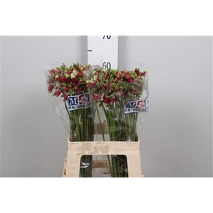 Dichel Red Princess