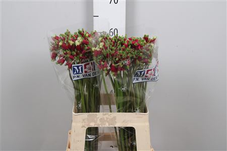 <h4>Dichel Red Princess</h4>