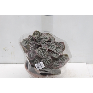 PEPEROMIA CAPERATA C21