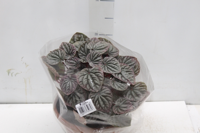 <h4>PEPEROMIA CAPERATA C21</h4>
