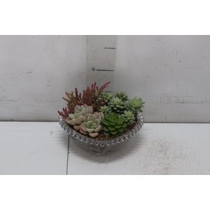 COQUETEL PLANTAS ORNAMENTAIS T2