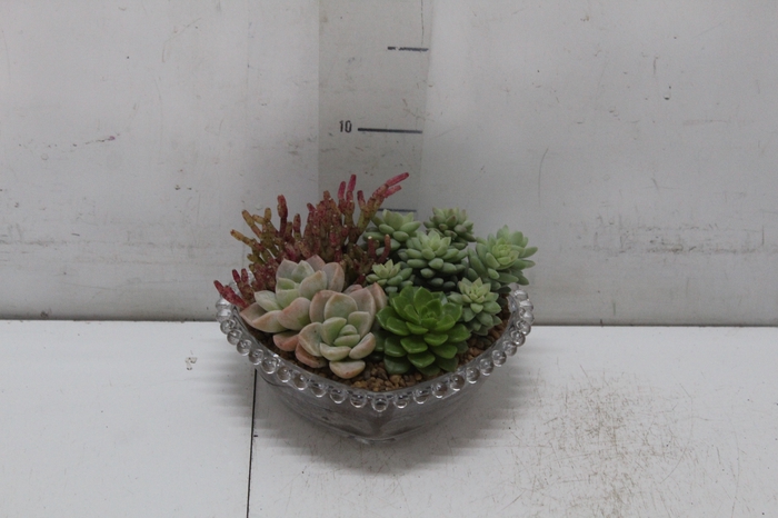 <h4>COQUETEL PLANTAS ORNAMENTAIS T2</h4>