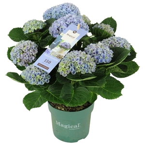 Hydrangea Magical Revolution ® blue 9/10 flowers